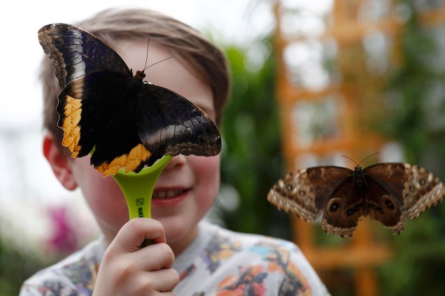 Garoto brinca com borboletas na exibição 'Sensational Butterflies', no Museu de História Natural de Londres