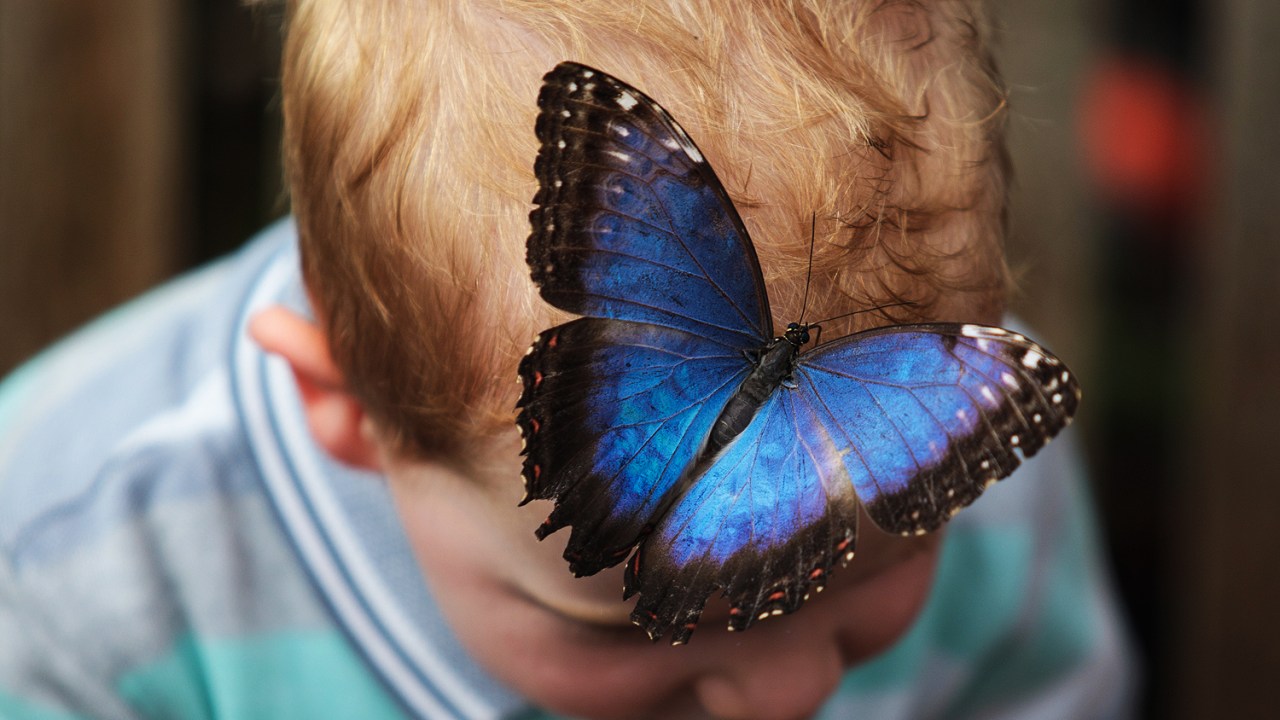 Borboleta pousa na testa de garotinho que visitava a exibição "Butterfly Sensational", no museu de Londres