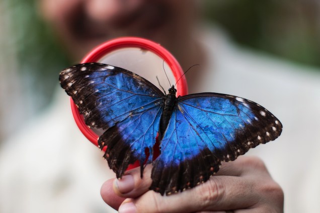 Museu de História Natural de Londres exibe o borboletário "Sensational Butterflies" para comemorar a chegada da primavera em Londres