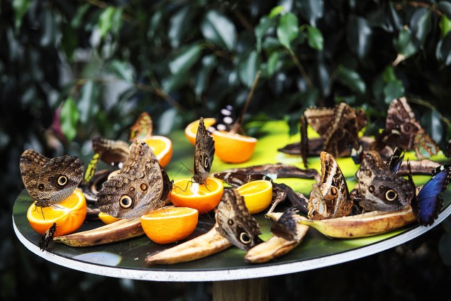 Museu de História Natural de Londres exibe o borboletário "Sensational Butterflies" para comemorar a chegada da primavera em Londres
