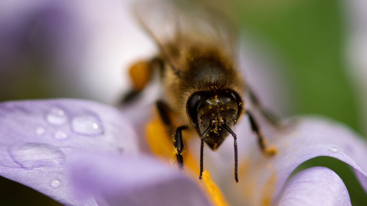Imagens do dia - Abelha colhe pólen de uma flor