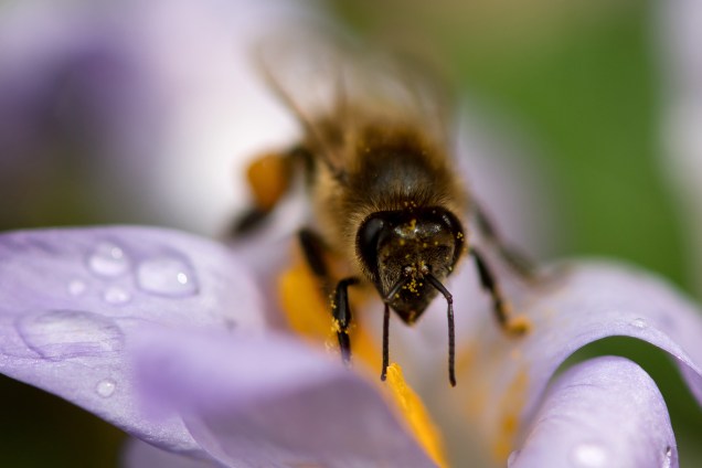 Fotógrafo registra uma abelha colhendo o pólen de uma flor em Munique, Alemanha - 20/03/2017
