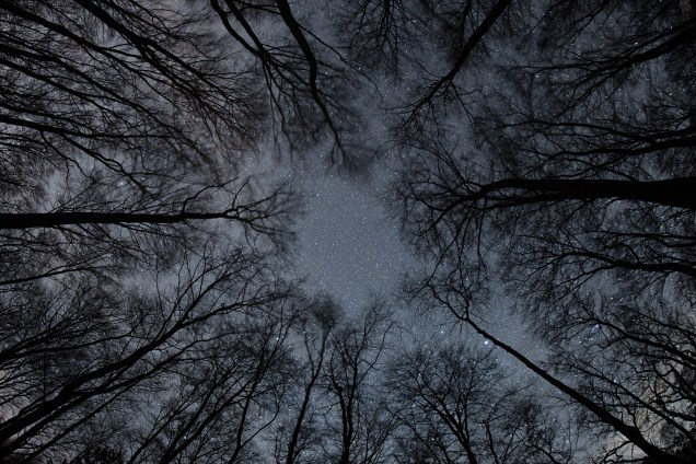 Anoitecer estrelado é fotografado entre as árvores de uma floresta em Frankfurt na Alemanha - 16/03/2017