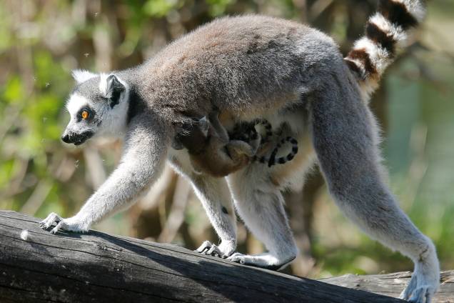 Lêmure carrega seu filhote no zoológico de Viena, na Áustria - 27/03/2017 Lêmure carrega seu filhote no zoológico de Viena, na Áustria - 27/03/2017