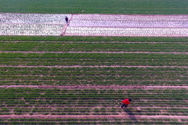 Camponeses trabalham em plantação de trigo em Liaocheng, China - 16/03/2017