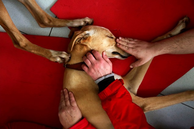 Atila, cão treinado para terapia, adormece recebendo carinho de pacientes com problemas mentais e de aprendizagem em Elizondo, Espanha - Imagem divulgada em 16/03/2017