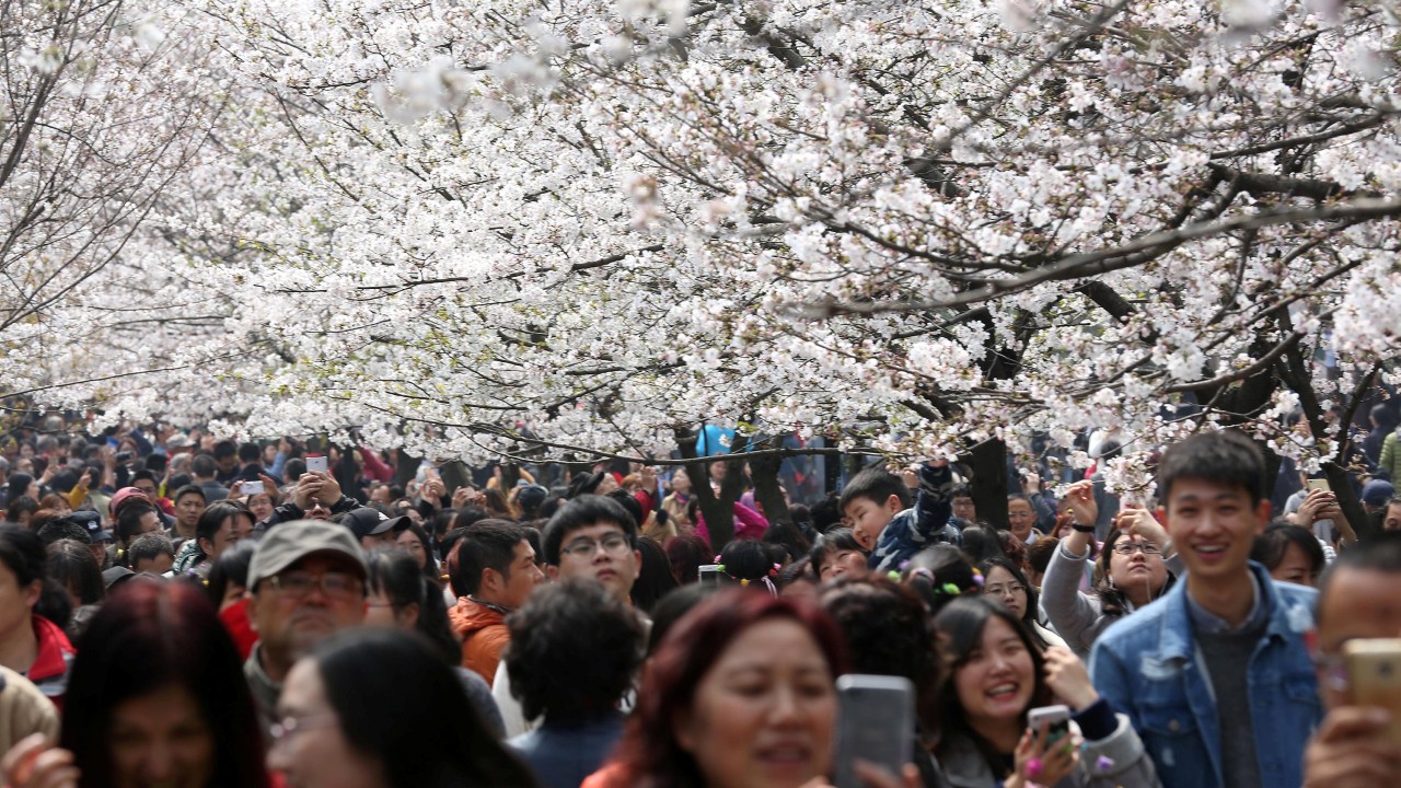 Imagens do dia - Turistas tiram fotos das cerejeiras na China