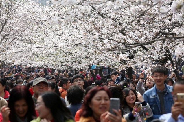 Turistas tiram fotos enquanto as flores de cerejeira crescem em Nanjing, província de Jiangsu, na China - 21/03/2017