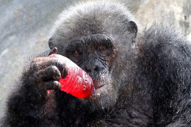 Chimpanzé bebe refresco enquanto é molhado por esguicho devido ao calor no zoológico Dusit em Bangkok, Tailândia - 30/03/2017