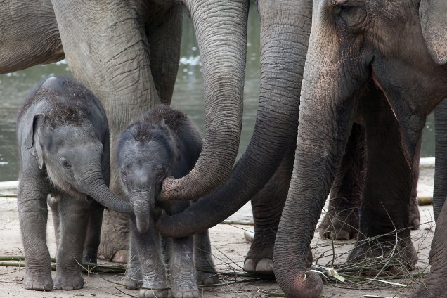 Elefante recém-nascido recebe carinho de seu irmão Jung Bul Kne  e dos outros animais adultos no zoológico de Colônia, na Alemanha - 20/03/2017