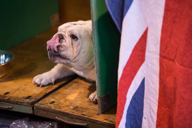 Bulldog aguarda sua vez de ser avaliado durante o segundo dia de competição entre cachorros em Birmingham, na Inglaterra - 10/03/2017 Bulldog aguarda sua vez de ser avaliado durante o segundo dia de competição entre cachorros em Birmingham, na Inglaterra - 10/03/2017