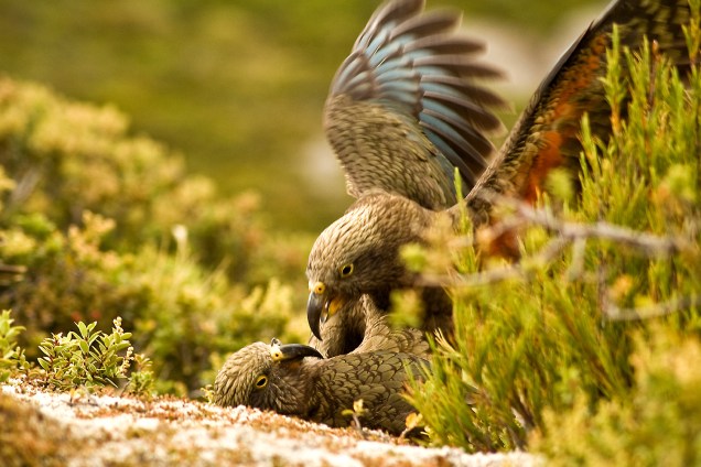 Kea, ou Papagaio-da-Nova-Zelândia, é conhecido por fazer outros pássaros brincarem no momento em que emite um certo canto, como uma risada contagiosa
