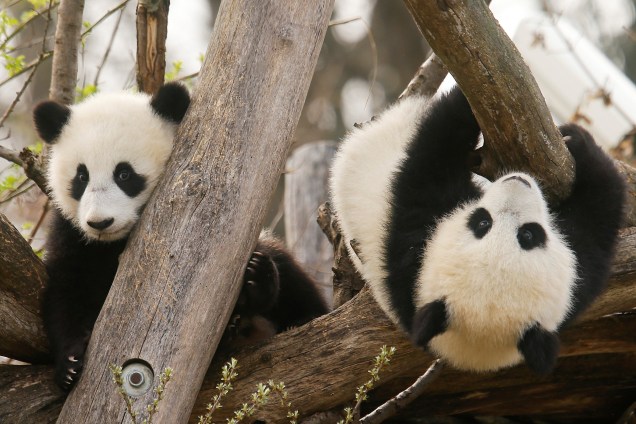 Os filhotes gêmeos de panda gigante Fu Feng e Fu Ban, que nasceram em 7 de agosto de 2016, são vistos em seu recinto no Zoológico de Schoenbrunn, em Viena, na Áustria - -23/03/2017