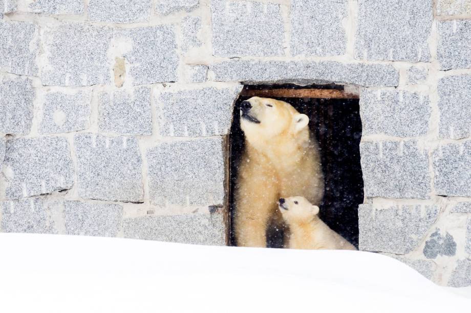 Urso polar Venus aparece com seu filhote pela primeira vez ao público no parque de animais selvagens de Ranua, na Finlândia - 15/03/2017