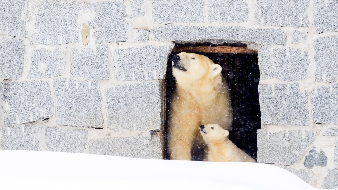 Imagens do dia - Urso polar fotografada com seu filhote na Finlândia