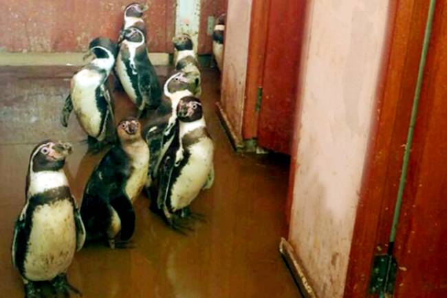 Inundação do zoológico Las Pirkas, em Lambayeque, Peru - 15/03/2017