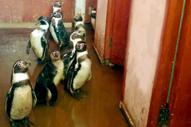 Penguins são recapturados após inundação do zoológico Las Pirkas, em Lambayeque, Peru - 15/03/2017