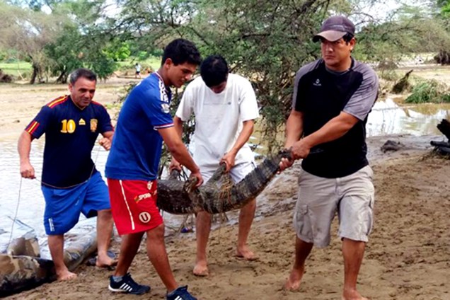Crocodilo é recuperado após inundação do zoológico Las Pirkas, em Lambayeque, Peru - 15/03/2017
