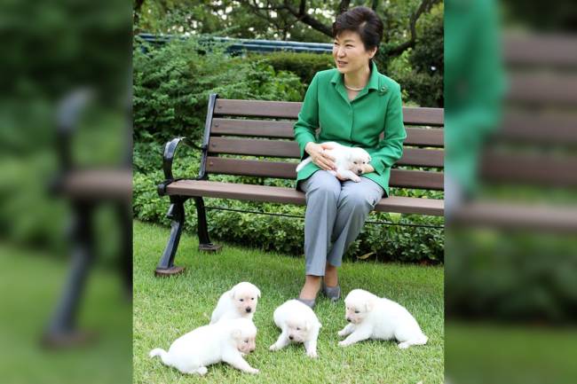 Os cachorros da ex-presidente da Coreia do Sul, Park Geun-hye