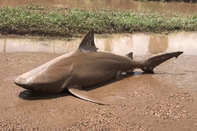 Um tubarão-touro foi encontrado em um lamaçal perto da cidade de Ayr, ao sul de Townsville, após inundações provocadas pelas fortes chuvas associadas à passagem do ciclone Debbie na Austrália