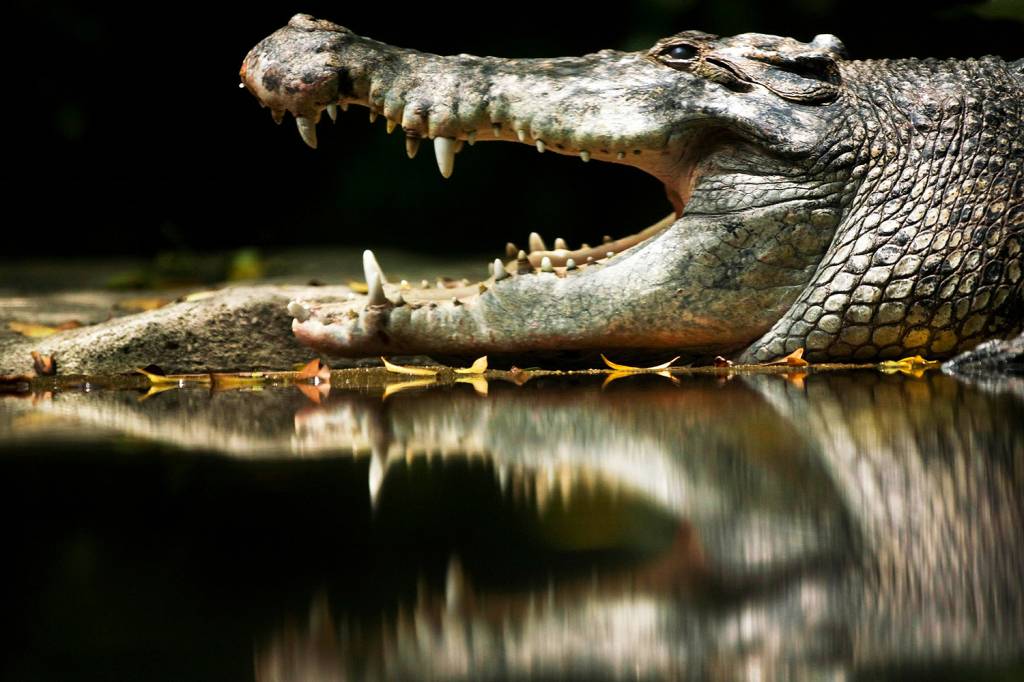 Crocodilo é morto a pedradas em zoológico da Tunísia