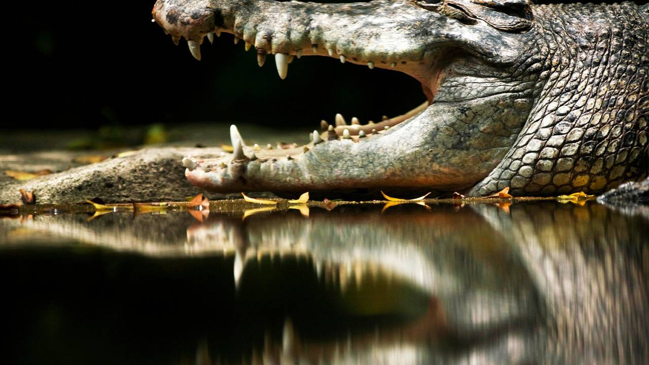 Crocodilo