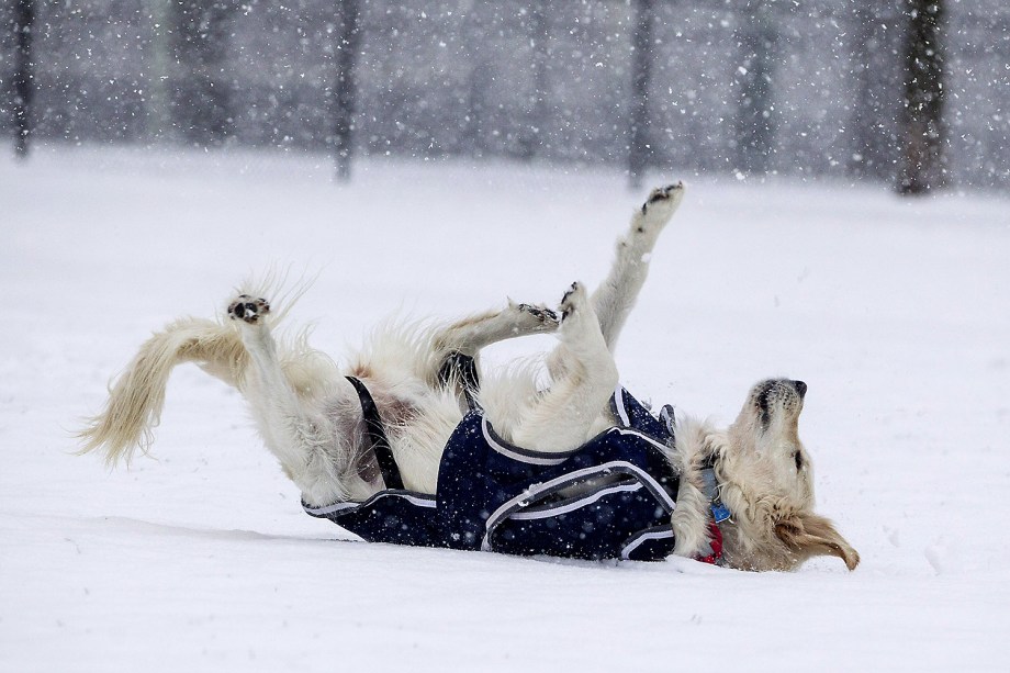 Cachorro de diverte na neve durante a tempestade de inverno "Stella", em Boston, Massachussets - 14/03/2017