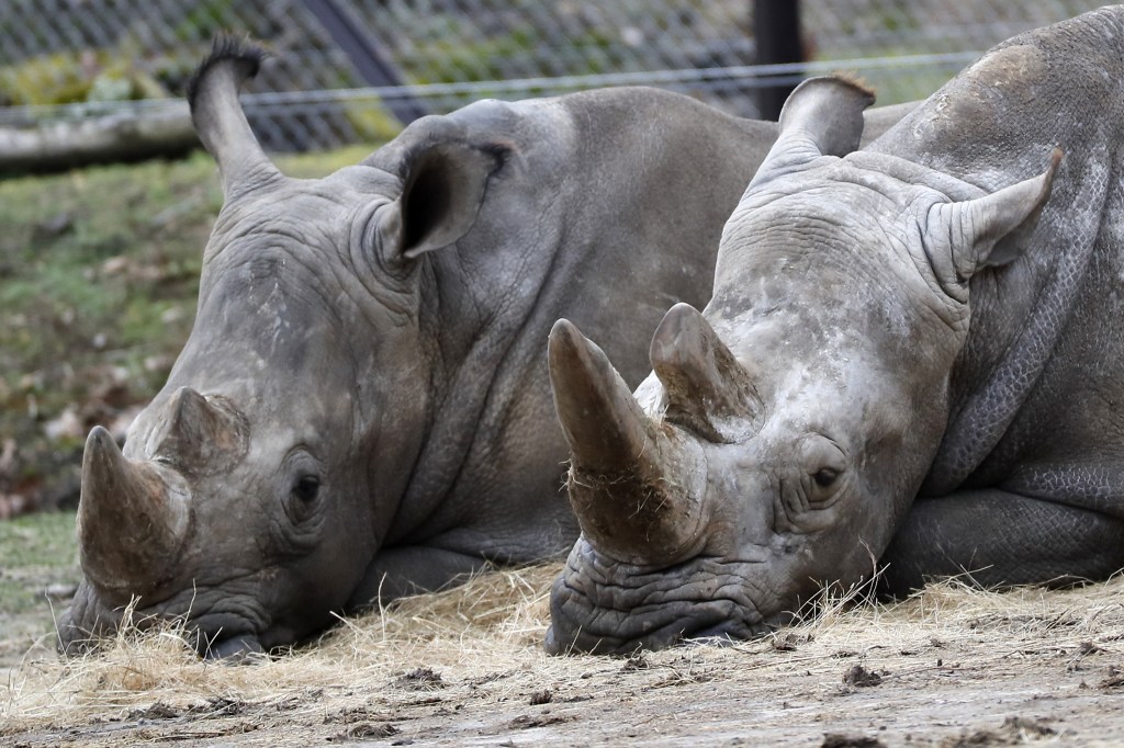 Rinocerontes são vítimas de ataque na França