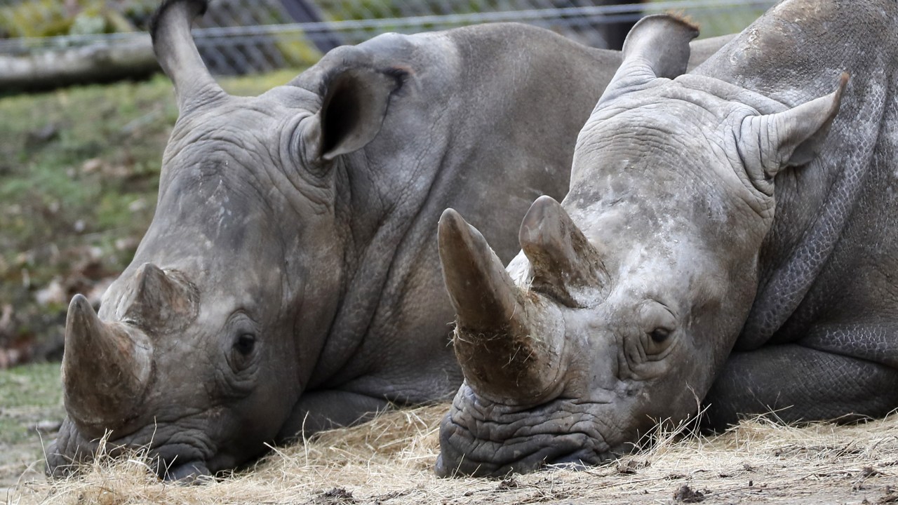 Rinocerontes são vítimas de ataque na França