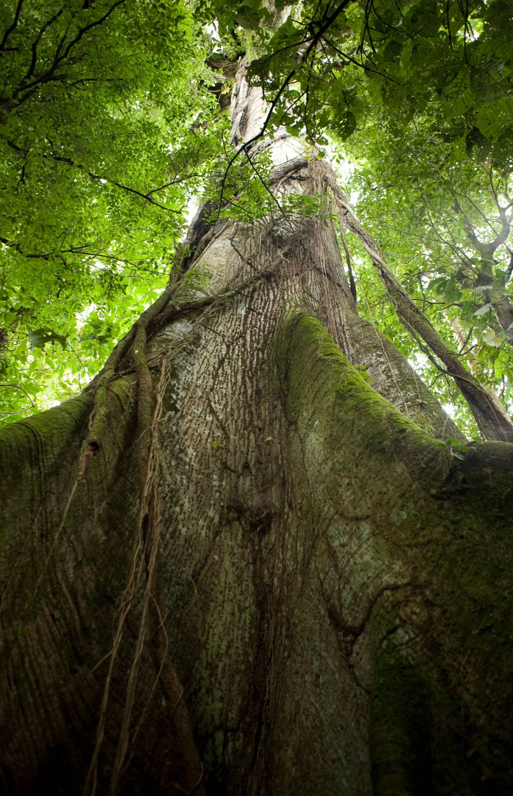 Ceibo tree in Arenal Volcano National Park, Costa Rica