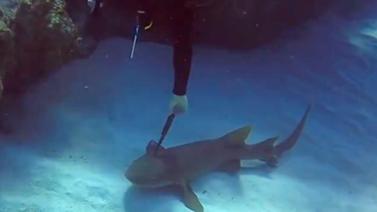 Tubarão pede ajuda de mergulhador para retirar faca da cabeça