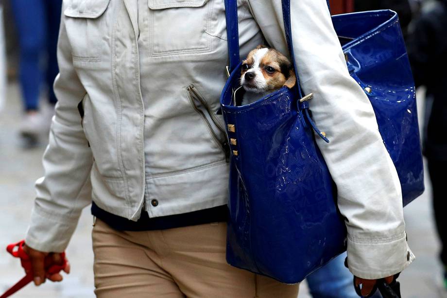 Mulher carrega seu cachorro em uma bolsa no território britânico ultramarino de Gibraltar - 21/04/2017
