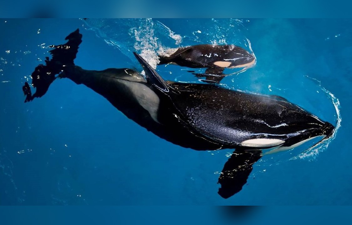 Baleia Orca Takara dá à luz no Sea World