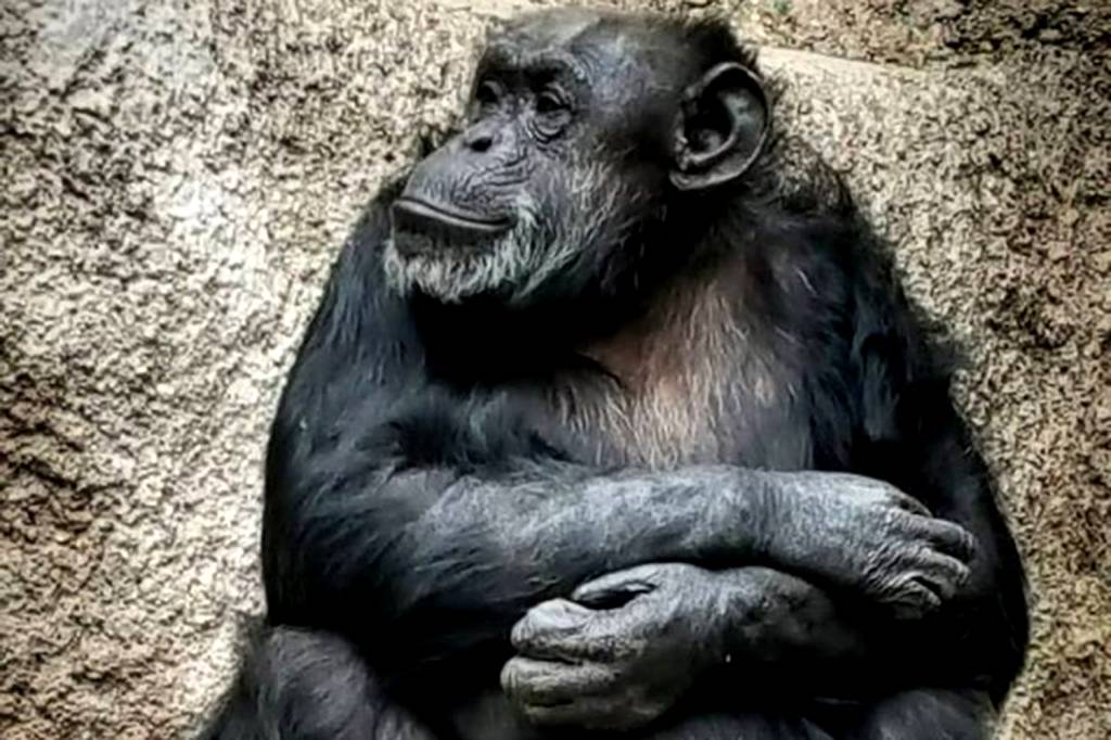 Chimpanzé libertada por ‘habeas corpus’ chega a Sorocaba