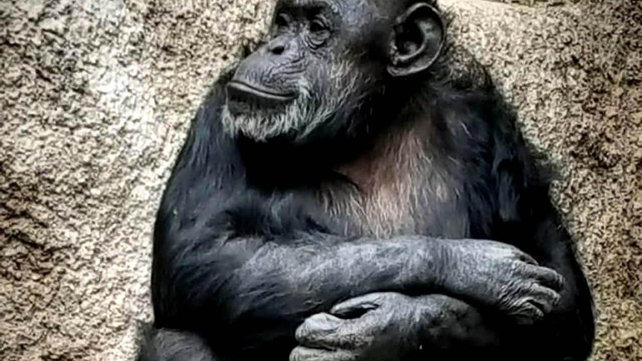 A chimpanzé Cecília