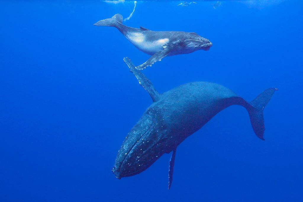 Mais uma baleia é encontrada morta na Argentina