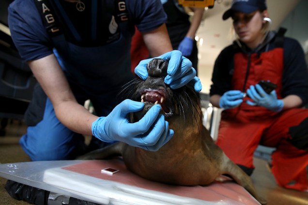 Funcionário cuida de foca internada em centro de reabilitação para focas em Sausalito, na Califórnia