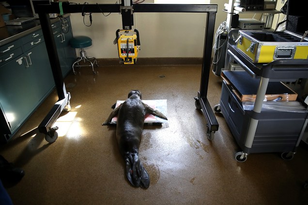 Funcionários cuidam de foca internada em centro de reabilitação para focas em Sausalito, na Califórnia