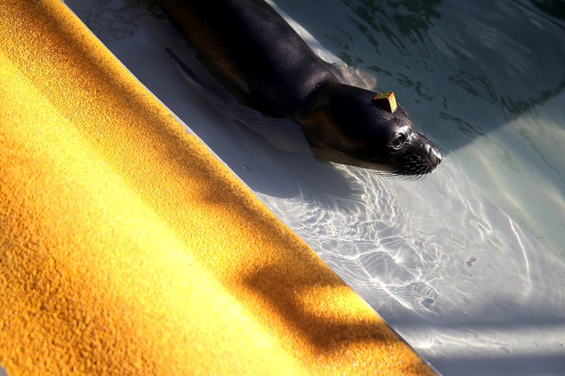 Foca aguarda por tratamento em centro de reabilitação de focas em Sausalito, na Califórnia