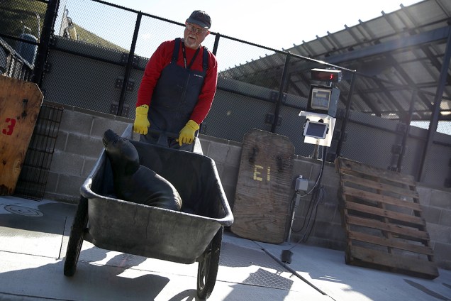 Funcionário cuida de foca internada em centro de reabilitação para focas em Sausalito, na Califórnia