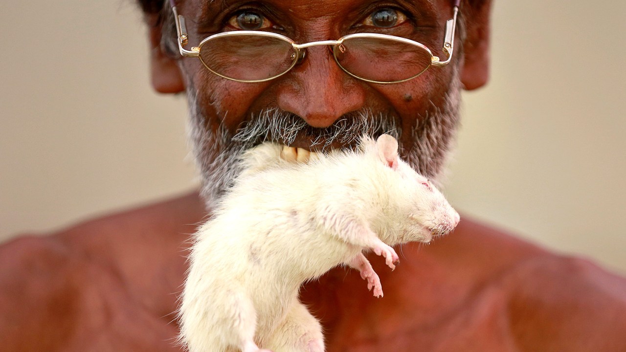 Fazendeiro na Índia protesta com rato na boca