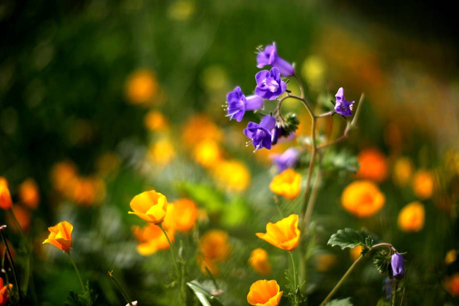 Fotógrafo registra o desabrochar de flores na chegada da primavera, no Lago Elsinore, Califórnia