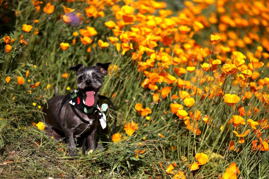 Cachorro aguarda sua dona ao lado de um campo de flores próximo ao logo Lago Elsinore, na Califórnia