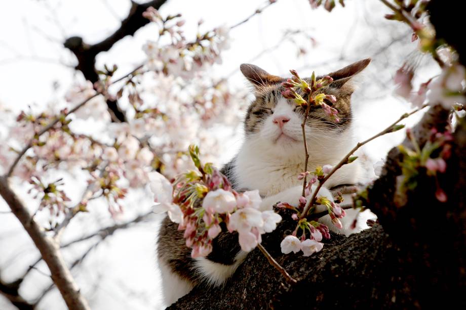 Gato descansa em um galho de uma cerejeira que acabara de desabrochar em Tóquio, no Japão