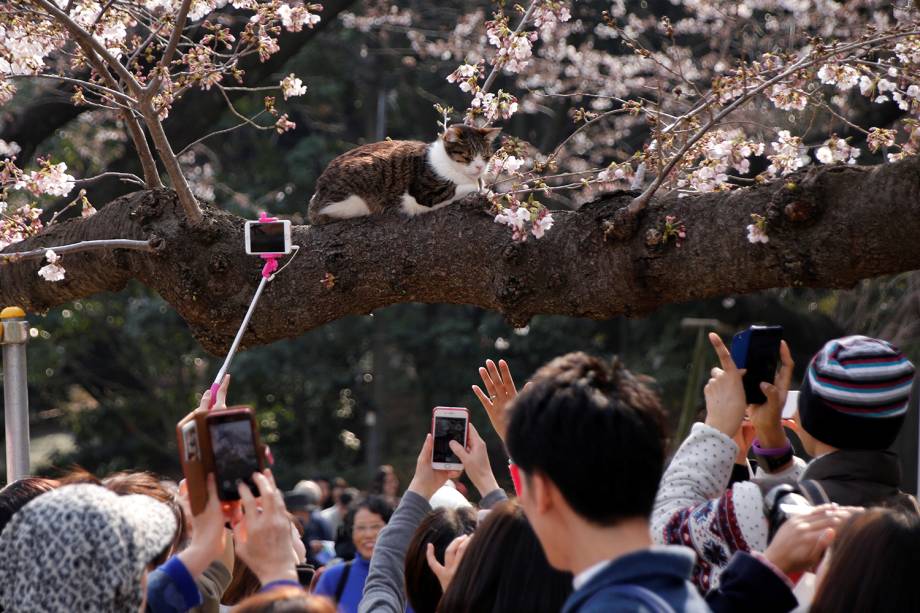 Pessoas fotografam gato repousando em um galho de cerejeira na cidade de Tóquio, no Japão