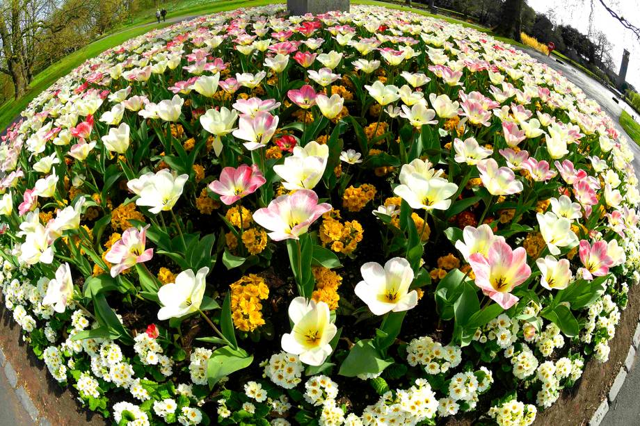 Tulipas são fotografadas no Kew Gardens, em Londres