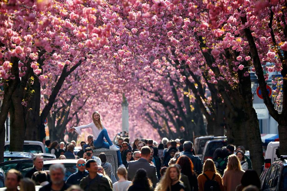 Turista posa para foto com paisagem coberta de cerejeiras na cidade de Bonn, Alemanha