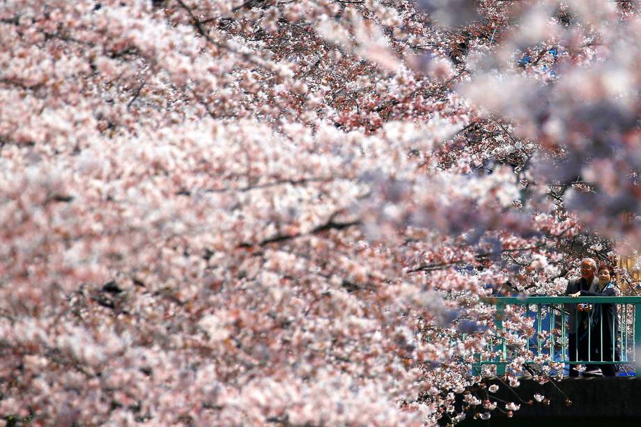 Casal de idosos observam cerejeiras floridas em um parque na cidade de Tóquio, no Japão