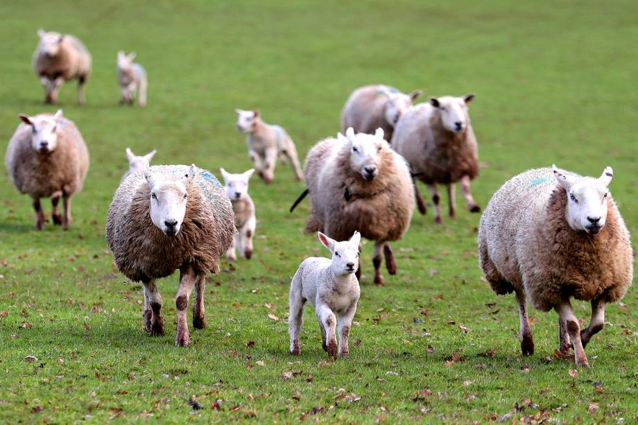 Ovelhas adultas e filhotes correm em uma fazenda durante um dia ensolarado na região de Gwndwnwal, País de Gales