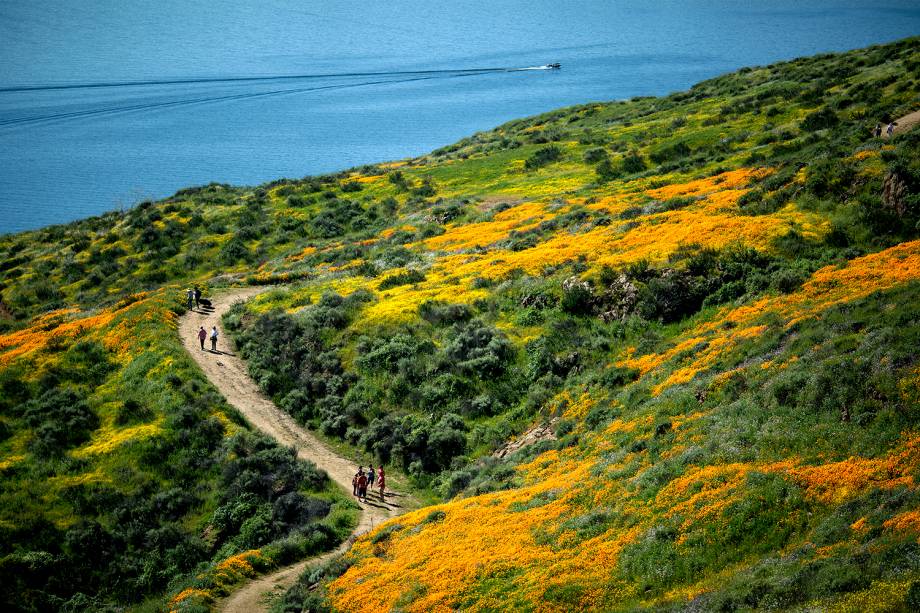 Pessoas caminham por um campo de flores próximo Lago Diamond Valley, na Califórnia